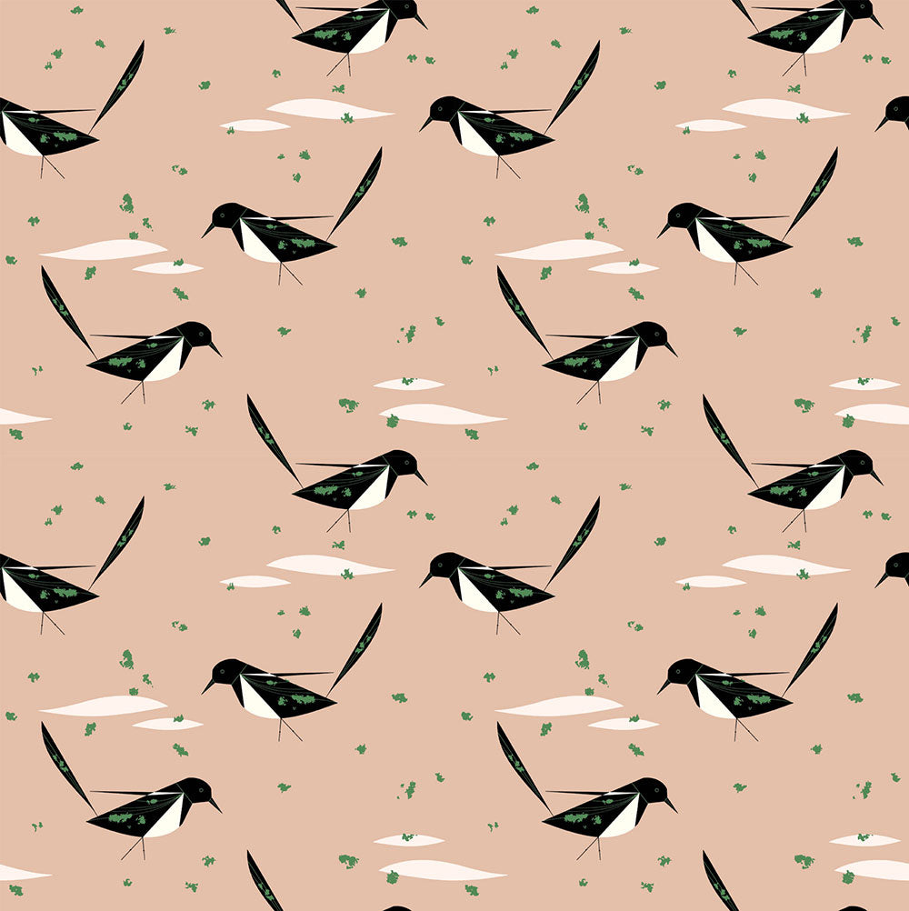 BLACK BILLED MAGPIE