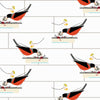 American Robin Poplin