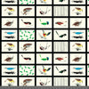 Western Birds Patch Poplin