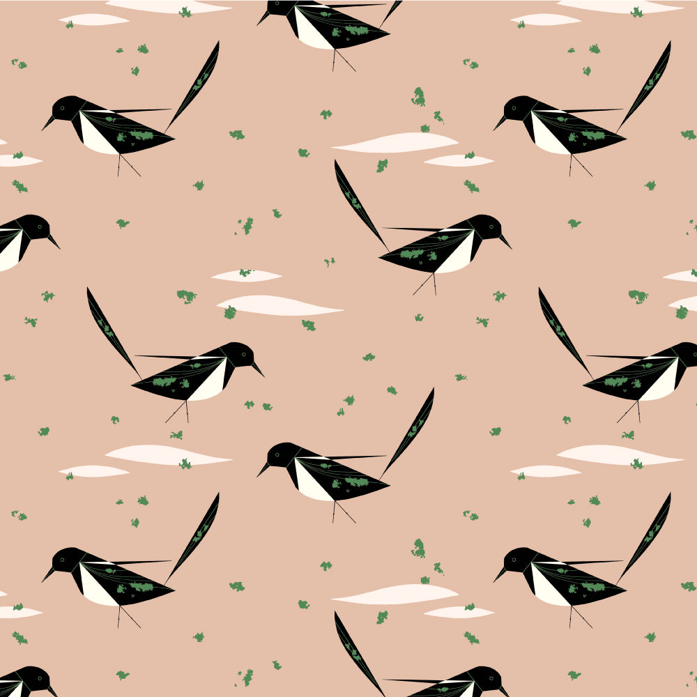 BLACK BILLED MAGPIE