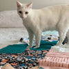 Cats on Cats Quilt Tutorial