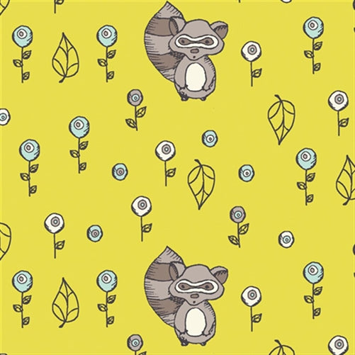 Raccoon Acacia